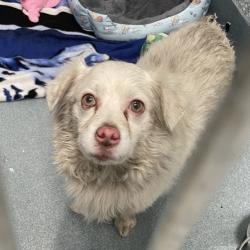 Shelter Stray Male Dog last seen , 12910 Yukon Ave, Hawthorne, CA 90250, USA