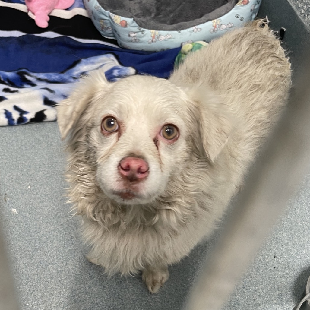 Shelter Stray Male Dog last seen , 12910 Yukon Ave, Hawthorne, CA 90250, USA