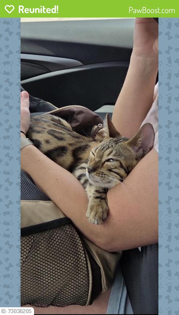 Reunited Female Cat last seen Bonvanizer Street, Staten Island, NY 10312