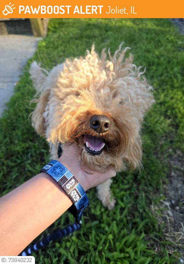 Found/Stray Male Dog last seen John st, Joliet, IL 60435