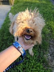 Found/Stray Male Dog last seen John st, Joliet, IL 60435