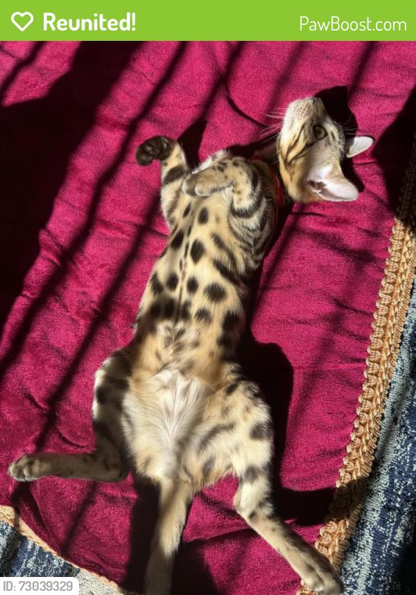 Reunited Female Cat last seen Bovanizer st and Amboy, Staten Island, NY 10312
