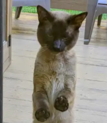 Found/Stray Unknown Cat last seen Bonita Ave and Greenway Lane, Baltimore County, MD 21136
