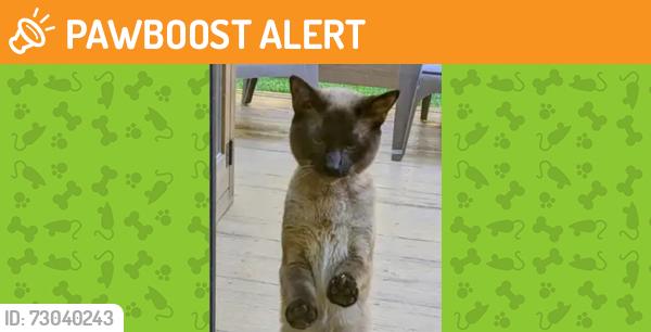 Found/Stray Unknown Cat last seen Bonita Ave and Greenway Lane, Baltimore County, MD 21136