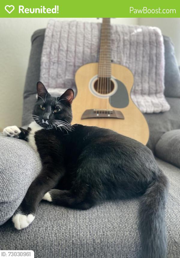 Reunited Male Cat last seen Walnut Ave, 4th st, Ripon, CA 95366