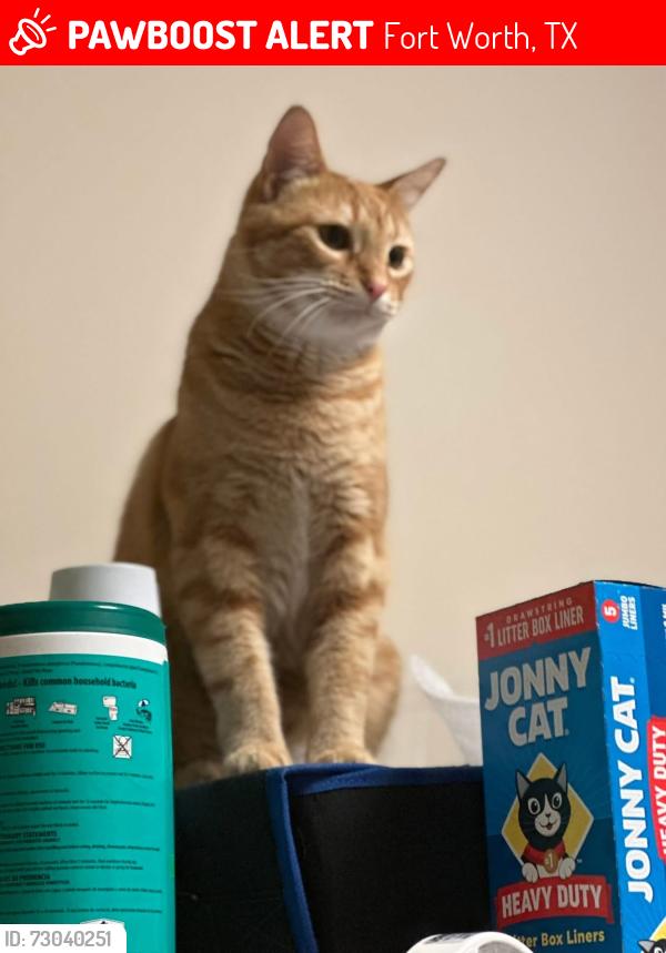 Lost Male Cat last seen Old Wetherford Rd, Fort Worth, TX 76108