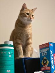 Lost Male Cat last seen Old Wetherford Rd, Fort Worth, TX 76108