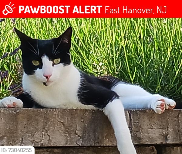 Lost Male Cat last seen Casey Ave, East Hanover, NJ 07936