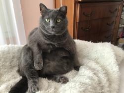 Lost Female Cat last seen National Harbour, Oxon Hill, MD 20745