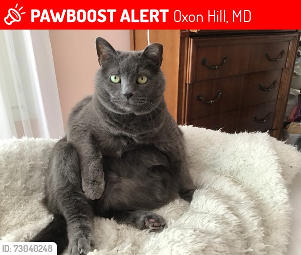 Lost Female Cat last seen National Harbour, Oxon Hill, MD 20745