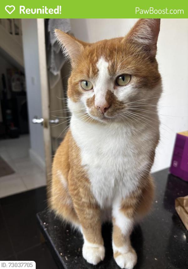 Reunited Male Cat last seen Earl street denton, Denton, England M34
