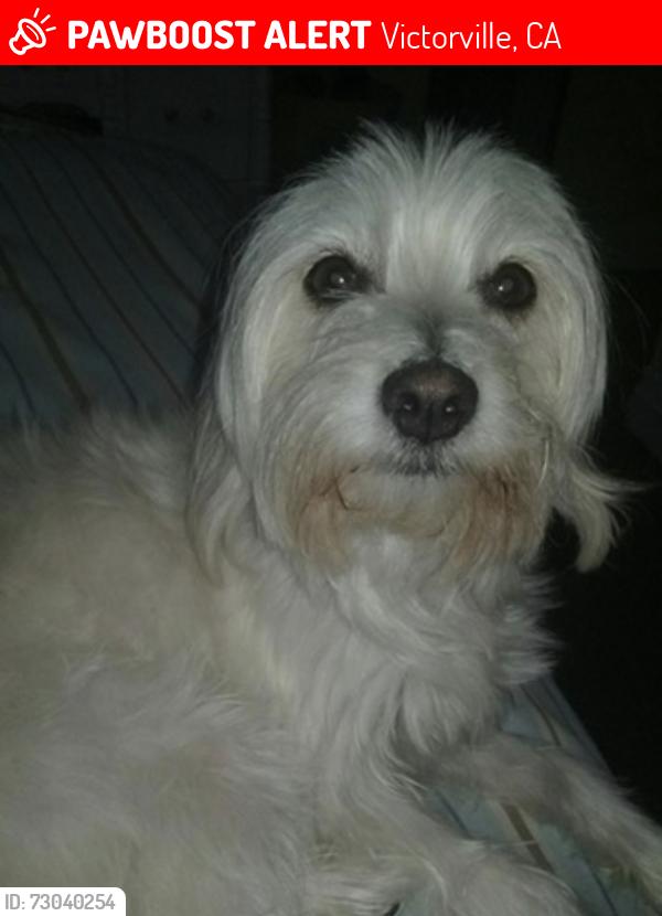 Lost Female Dog last seen Bandera way, Victorville, CA 92394
