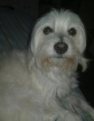 Lost Female Dog last seen Bandera way, Victorville, CA 92394