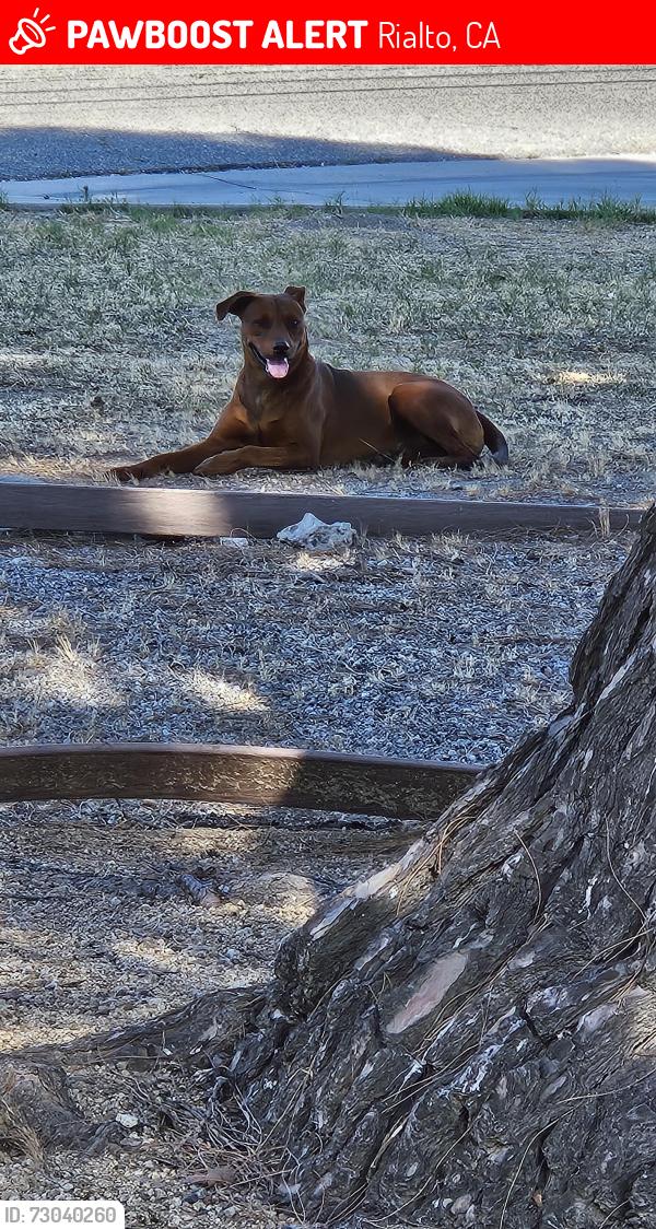 Lost Male Dog last seen La Gloria and Casmalia, Rialto, CA 92376