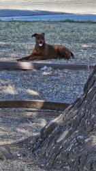 Lost Male Dog last seen La Gloria and Casmalia, Rialto, CA 92376