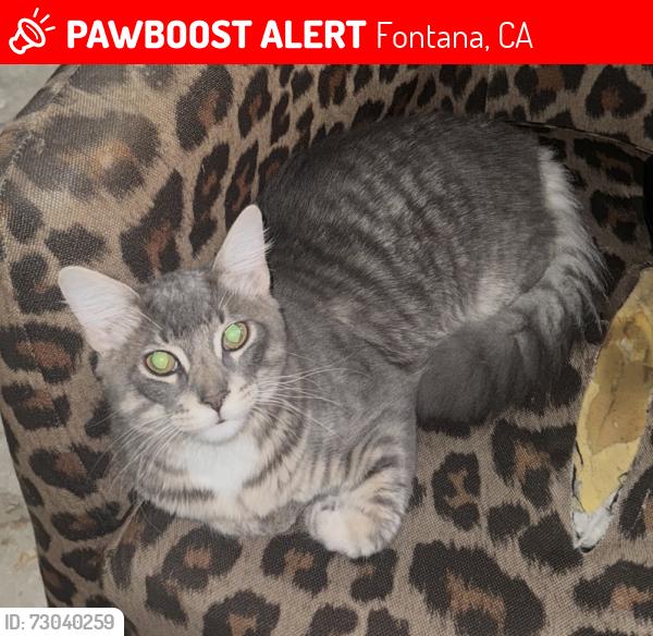 Lost Male Cat last seen Popular/Lucena, Fontana, CA 92335