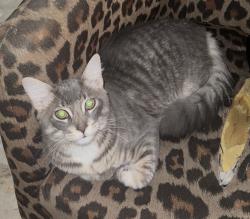 Lost Male Cat last seen Popular/Lucena, Fontana, CA 92335