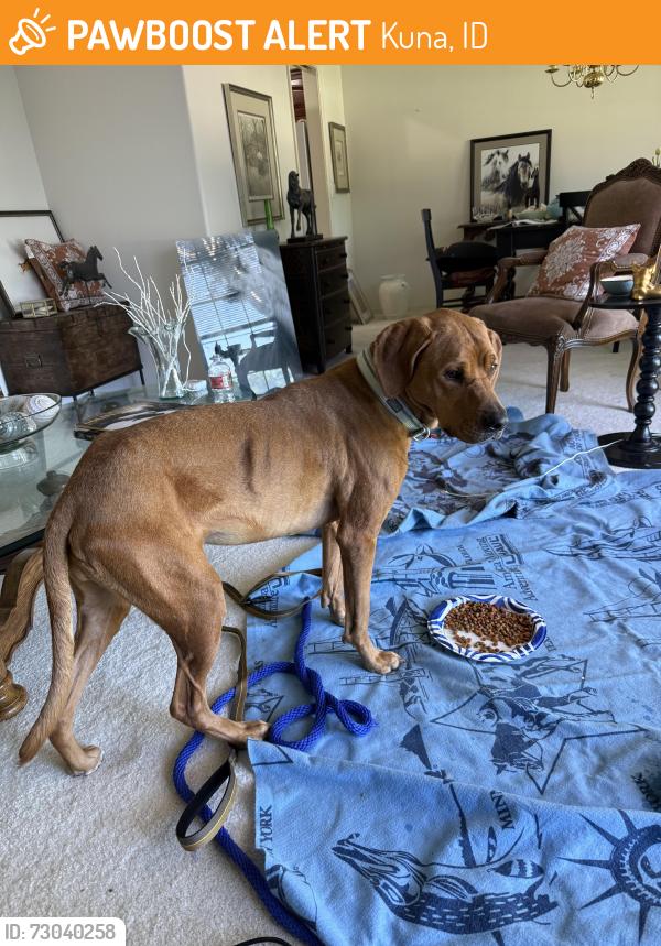 Found/Stray Female Dog last seen kuna mora road and I-84, Kuna, ID 83634