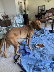 Found/Stray Female Dog last seen kuna mora road and I-84, Kuna, ID 83634