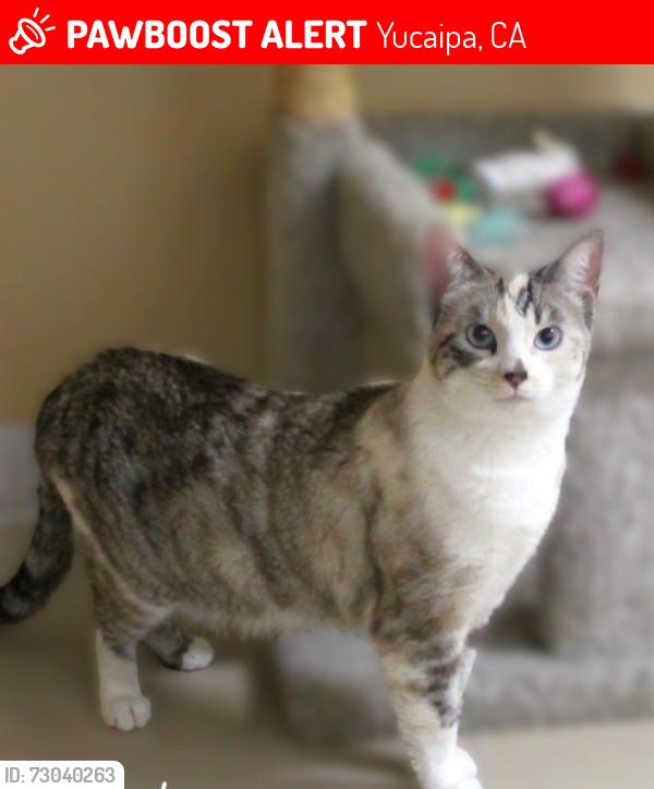 Lost Female Cat last seen 10th street and southwind, Yucaipa, CA 92399