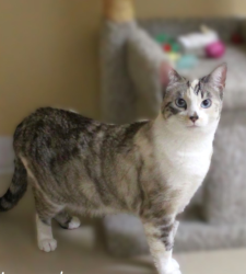 Lost Female Cat last seen 10th street and southwind, Yucaipa, CA 92399