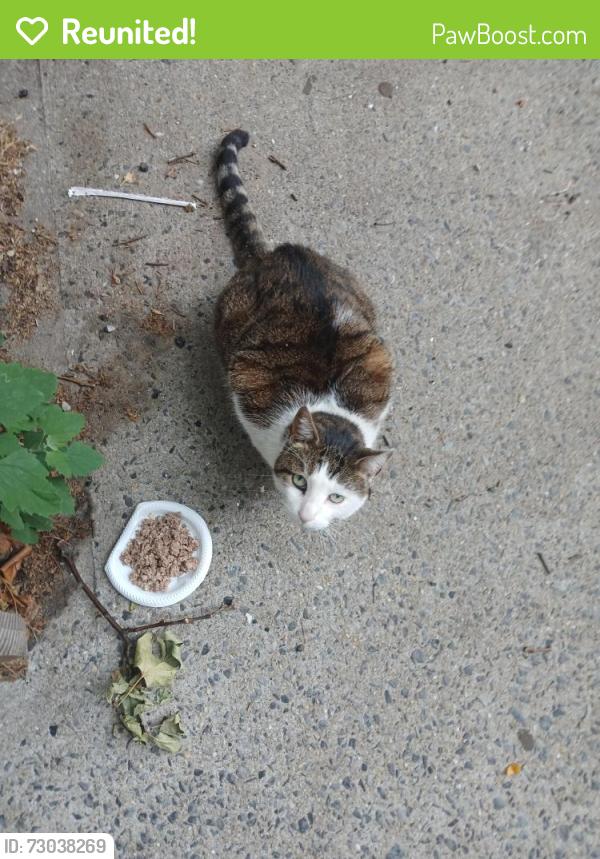 Reunited Unknown Cat last seen Rutland and Winthrop, Brooklyn, NY 11212