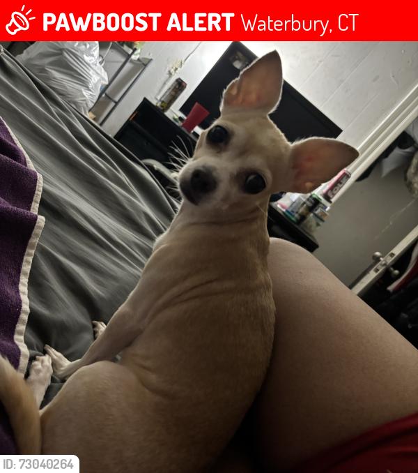 Lost Female Dog last seen Sacred heart church , Waterbury, CT 06702