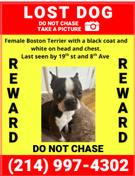 Lost Female Dog last seen 19th st and 8th Ave , New York, NY 10011