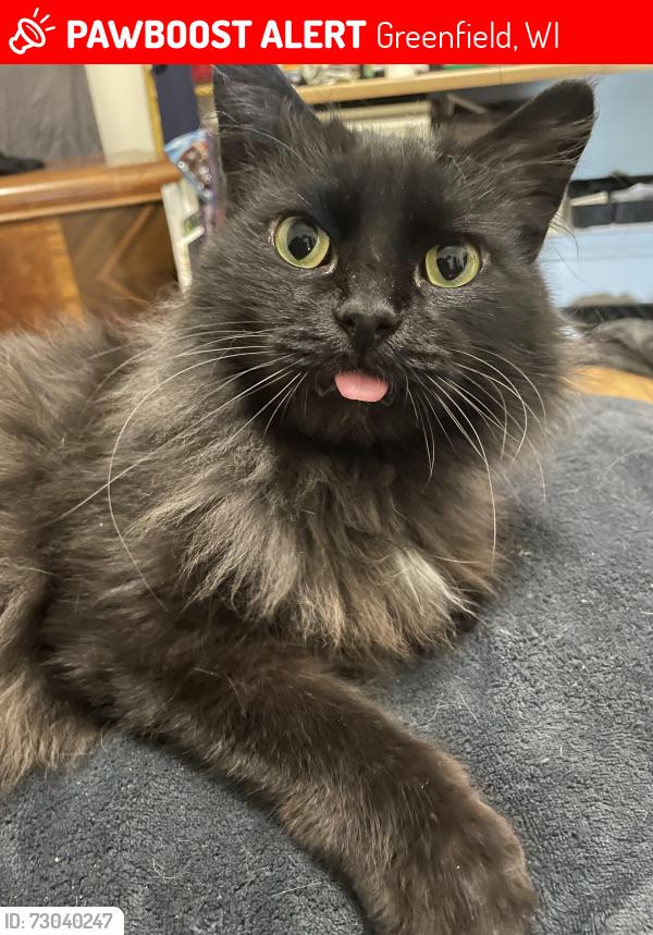 Lost Male Cat last seen 103rd and Beloit , Greenfield, WI 53228