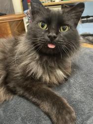 Lost Male Cat last seen 103rd and Beloit , Greenfield, WI 53228
