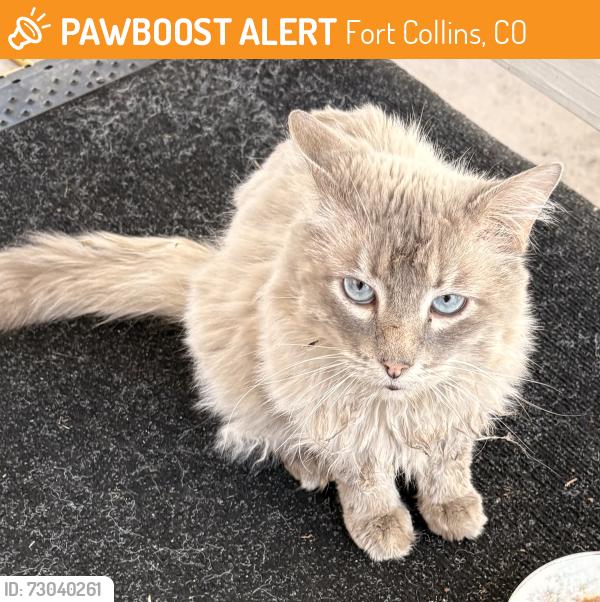 Found/Stray Unknown Cat last seen Taft hill and Harmony, Fort Collins, CO 80526