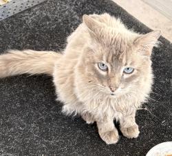 Found/Stray Unknown Cat last seen Taft hill and Harmony, Fort Collins, CO 80526