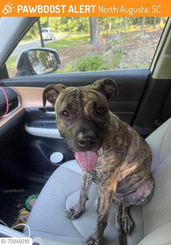 Found/Stray Female Dog last seen Knobcone Ave and Wellington, North Augusta, SC 29841