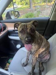Found/Stray Female Dog last seen Knobcone Ave and Wellington, North Augusta, SC 29841