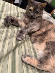 Lost Female Cat last seen Las haciendas park, Victorville, CA 92394
