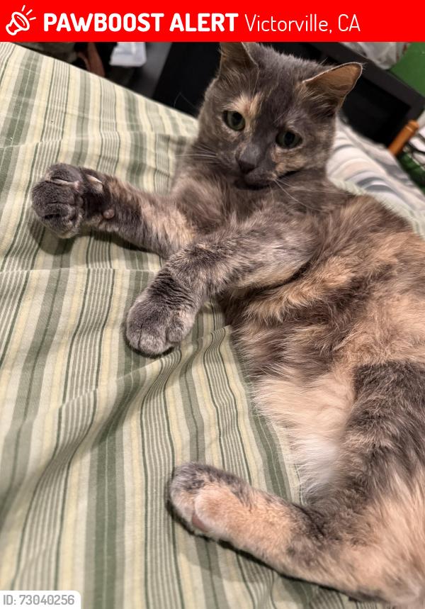 Lost Female Cat last seen Las haciendas park, Victorville, CA 92394