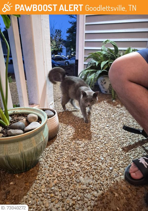 Found/Stray Male Cat last seen Picadilly apmts Windsor Green Blvd, Goodlettsville, TN 37072