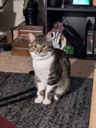 Lost Male Cat last seen Hansel Lake, Dalton, MN 56324