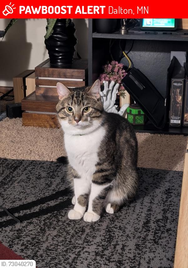 Lost Male Cat last seen Hansel Lake, Dalton, MN 56324