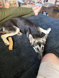 Found/Stray Unknown Dog last seen Highway 179 and 50th street area, Lubbock, TX 79407