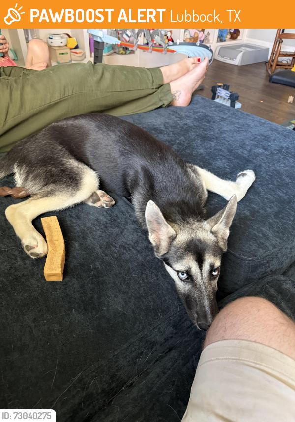 Found/Stray Unknown Dog last seen Highway 179 and 50th street area, Lubbock, TX 79407