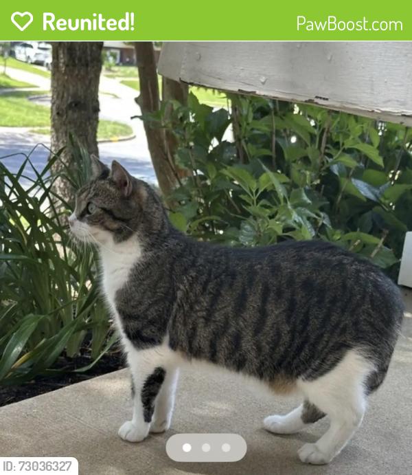 Reunited Male Cat last seen Awbrey Patent Dr and Regimental Ct, Centreville, VA 20120