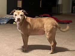 Lost Female Dog last seen Tasman trial, Stonecrest, GA 30038