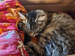 Found/Stray Female Cat last seen Martin Way and Lily Road, Olympia, WA 98506