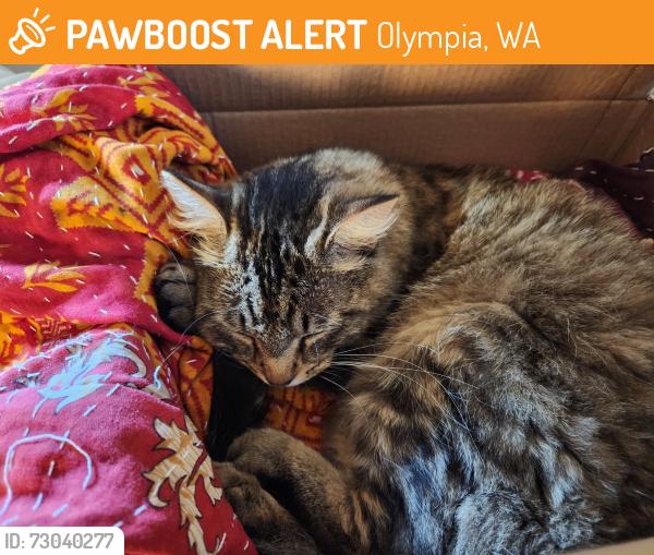 Found/Stray Female Cat last seen Martin Way and Lily Road, Olympia, WA 98506