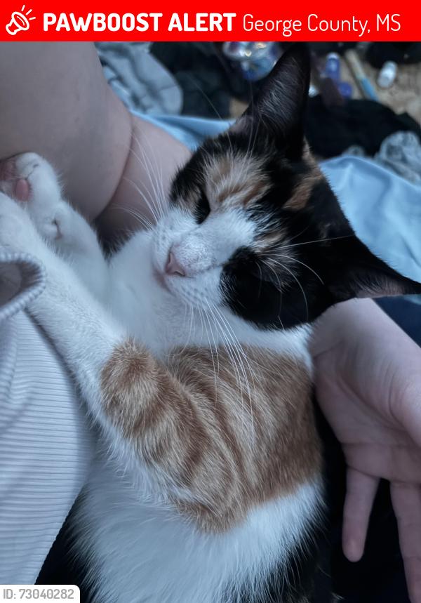 Lost Female Cat last seen Mixon Lake, George County, MS 39452