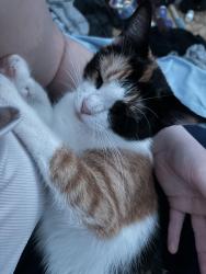 Lost Female Cat last seen Mixon Lake, George County, MS 39452
