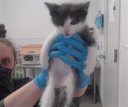 Shelter Stray Male Cat last seen 7TH X BRYANT, 1419 Bryant St, San Francisco, CA 94103, USA