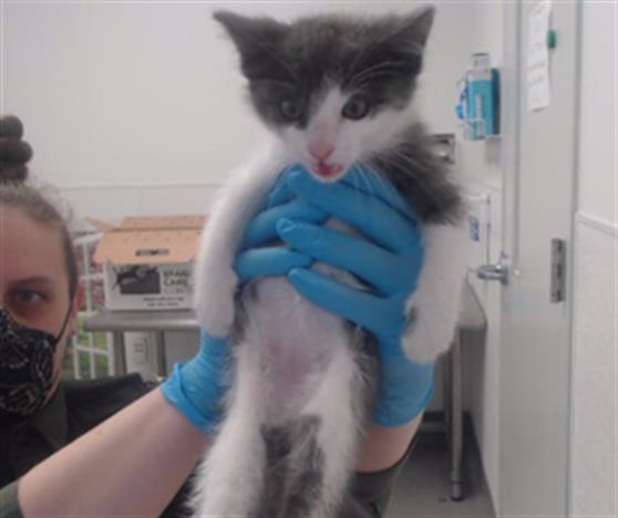 Shelter Stray Male Cat last seen 7TH X BRYANT, 1419 Bryant St, San Francisco, CA 94103, USA