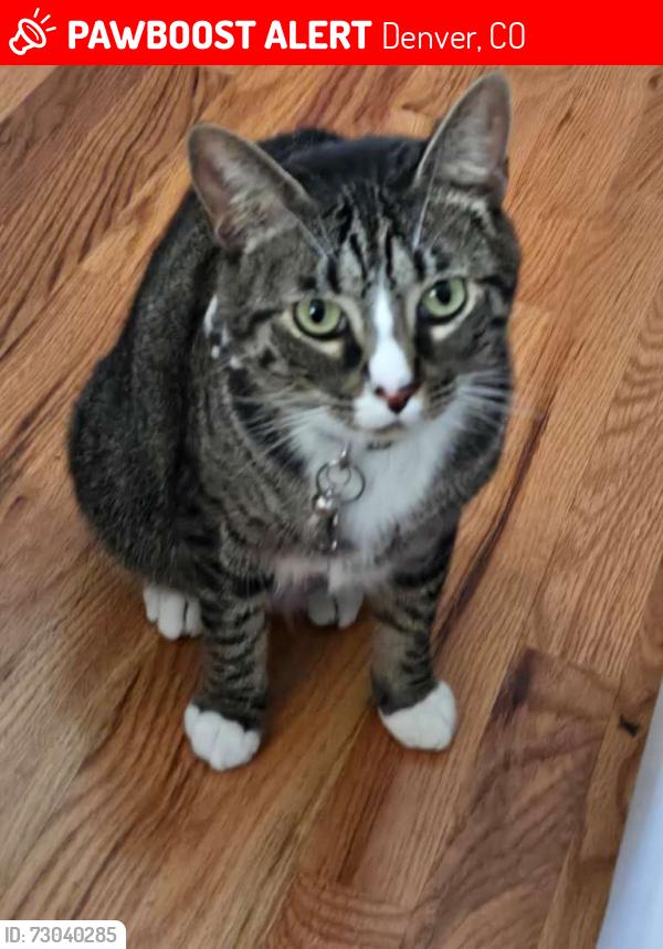 Lost Male Cat last seen Race Street and 7th Avenue Parkway, Denver, CO 80206